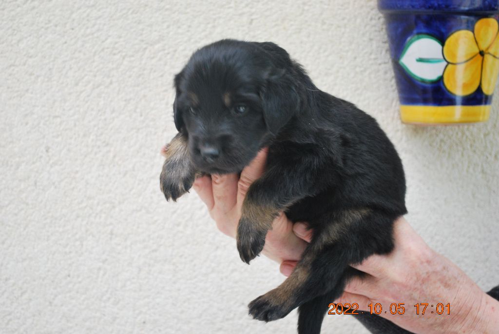 Ar Bugale An Noz - Chiot disponible  - Hovawart