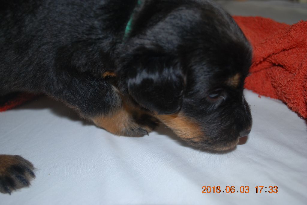 Ar Bugale An Noz - Hovawart - Portée née le 11/05/2018